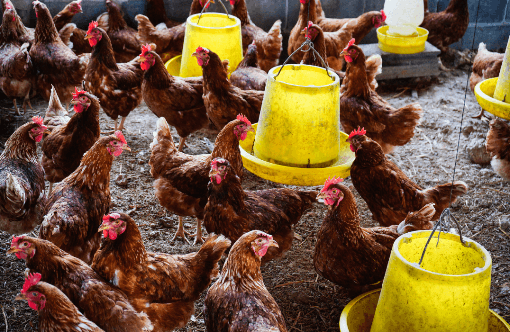 Cara Elak Haiwan Ternakan Daripada Stres