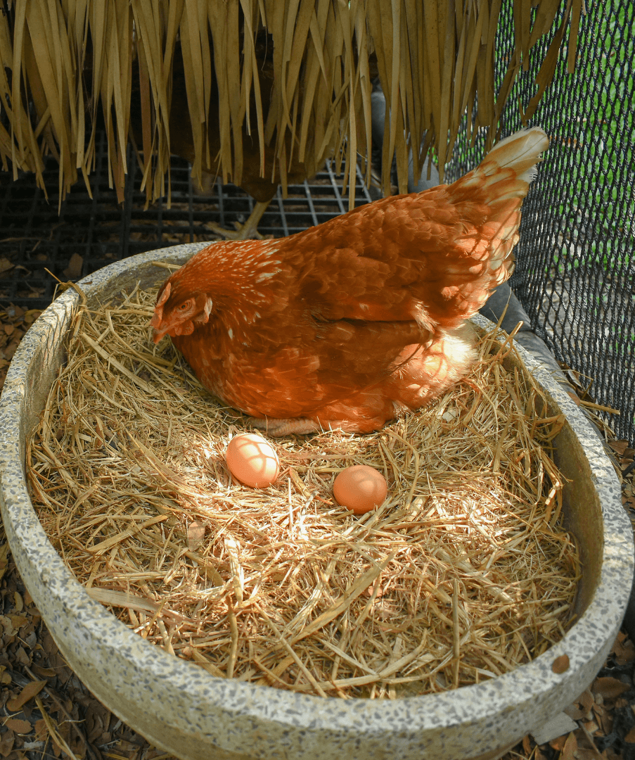 Waktu Sesuai Memberi Dedak Penelur