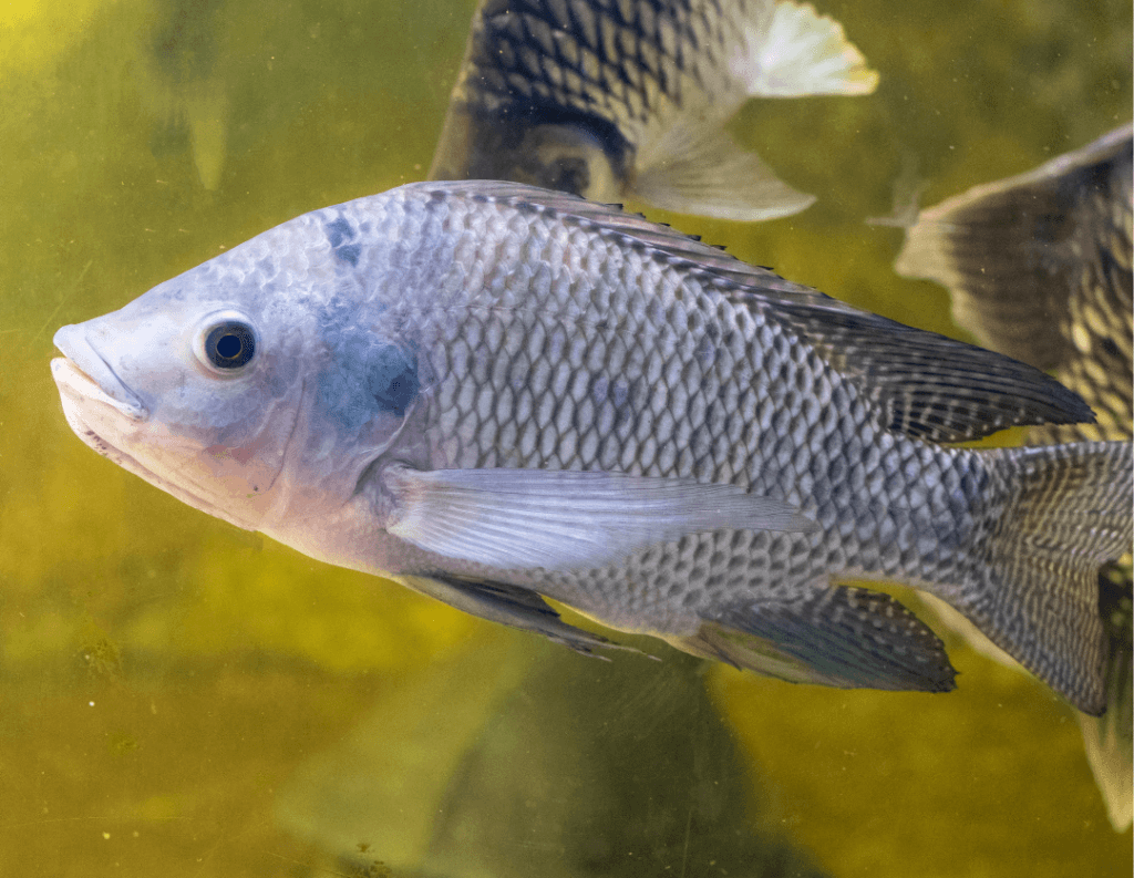 Apa Itu Feed Conversion Ratio (FCR) dan Kenapa Ia Penting?