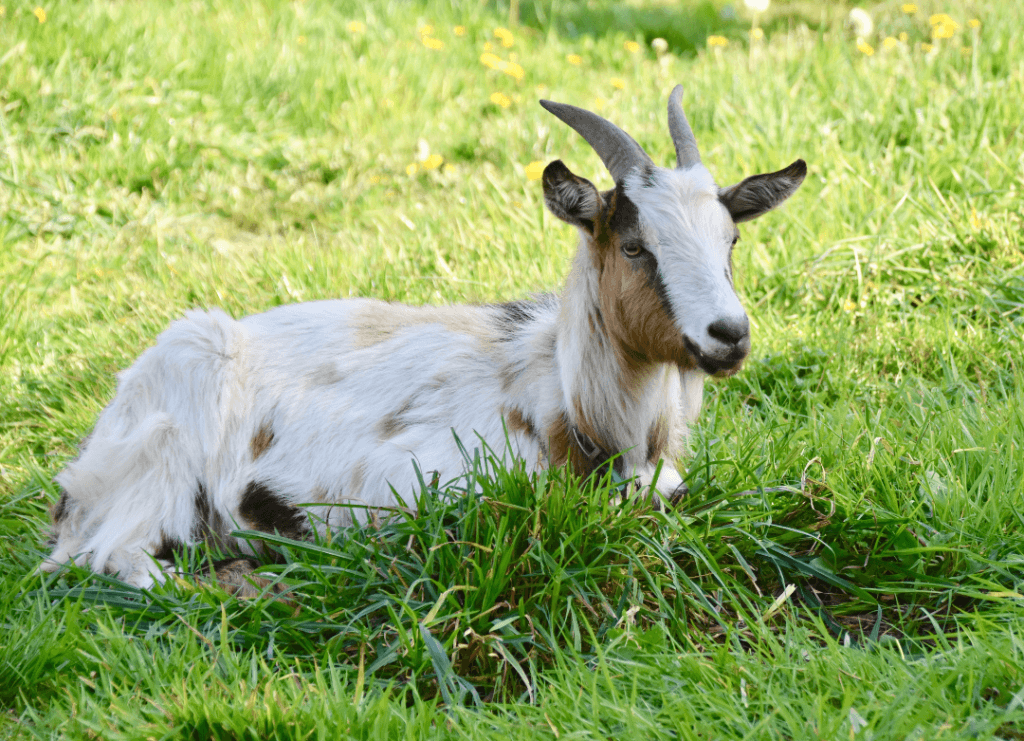 Masalah Perut Kembung pada Kambing – Apa Puncanya?